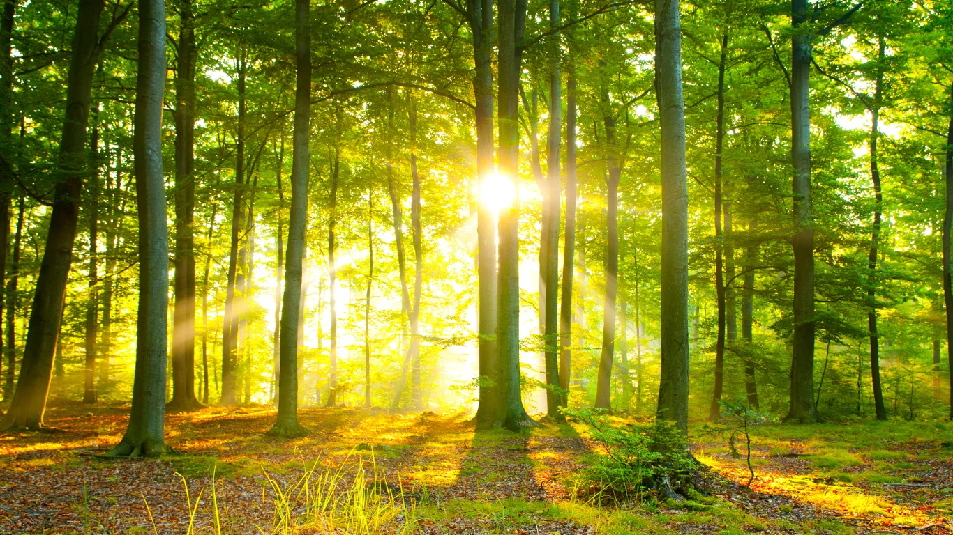 ふるさと納税で地域に活力を